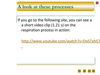 XX
A look at these processes
If you go to the following site, you can see a
a short video clip (1.21 s) on the
respiration process in action:
http://www.youtube.com/watch?v=DoSTehS7
 