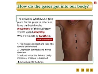 XX
3. Volume inside the thoracic cavity
increases; pressure is lessened
How do the gases get into our body?
The activities which MUST take
place for the gases to enter and
leave the body involve
movements of the respiratory
system called breathing.
When we inhale or breathe in:
1
2
3
4
Click for animation
1. Rib muscles contract and raise ribs
upward and outward
2. Diaphragm contracts and moves
downward
4. Air rushes into the lungs
 