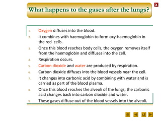 XX
What happens to the gases after the lungs?
1. Oxygen diffuses into the blood.
2. It combines with haemoglobin to form oxy-haemoglobin in
the red cells.
3. Once this blood reaches body cells, the oxygen removes itself
from the haemoglobin and diffuses into the cell.
4. Respiration occurs.
5. Carbon dioxide and water are produced by respiration.
6. Carbon dioxide diffuses into the blood vessels near the cell.
7. It changes into carbonic acid by combining with water and is
carried as part of the blood plasma.
8. Once this blood reaches the alveoli of the lungs, the carbonic
acid changes back into carbon dioxide and water.
9. These gases diffuse out of the blood vessels into the alveoli.
 