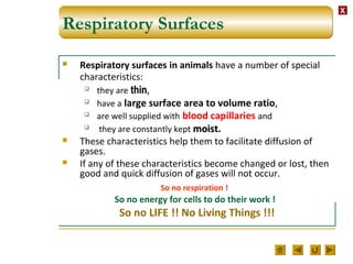 XX
Respiratory Surfaces
 Respiratory surfaces in animals have a number of special
characteristics:
 they are thinthin,
 have a large surface area to volume ratio,
 are well supplied with blood capillaries and
 they are constantly kept moistmoist.
 These characteristics help them to facilitate diffusion of
gases.
 If any of these characteristics become changed or lost, then
good and quick diffusion of gases will not occur.
So no respiration !
So no energy for cells to do their work !
So no LIFE !! No Living Things !!!
 