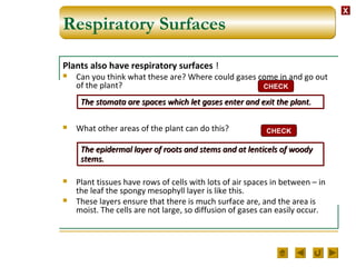 XX
Respiratory Surfaces
Plants also have respiratory surfaces !
 Can you think what these are? Where could gases come in and go out
of the plant?
 What other areas of the plant can do this?
 Plant tissues have rows of cells with lots of air spaces in between – in
the leaf the spongy mesophyll layer is like this.
 These layers ensure that there is much surface are, and the area is
moist. The cells are not large, so diffusion of gases can easily occur.
CHECK
The stomata are spaces which let gases enter and exit the plant.The stomata are spaces which let gases enter and exit the plant.
CHECK
The epidermal layer of roots and stems and at lenticels of woody
stems.
The epidermal layer of roots and stems and at lenticels of woody
stems.
 