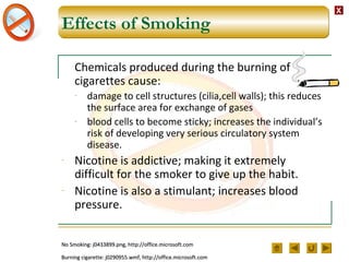 XX
Effects of Smoking
Chemicals produced during the burning of
cigarettes cause:
- damage to cell structures (cilia,cell walls); this reduces
the surface area for exchange of gases
- blood cells to become sticky; increases the individual’s
risk of developing very serious circulatory system
disease.
- Nicotine is addictive; making it extremely
difficult for the smoker to give up the habit.
- Nicotine is also a stimulant; increases blood
pressure.
Burning cigarette: j0290955.wmf, http://office.microsoft.comBurning cigarette: j0290955.wmf, http://office.microsoft.com
No Smoking: j0433899.png, http://office.microsoft.comNo Smoking: j0433899.png, http://office.microsoft.com
 