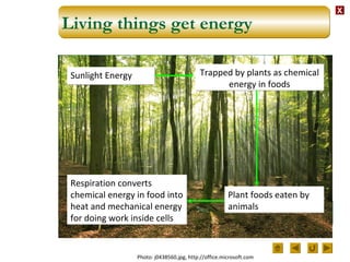 XX
Living things get energy
Sunlight EnergySunlight Energy Trapped by plants as chemical
energy in foods
Trapped by plants as chemical
energy in foods
Plant foods eaten by
animals
Plant foods eaten by
animals
Respiration converts
chemical energy in food into
heat and mechanical energy
for doing work inside cells
Respiration converts
chemical energy in food into
heat and mechanical energy
for doing work inside cells
Photo: j0438560.jpg, http://office.microsoft.com
 