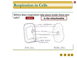 XX
Respiration in Cells
Where does respiration take place inside these two
cells? CHECK In the mitochondriaIn the mitochondria
 