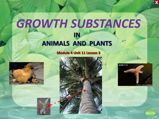 X
IN
ANIMALS AND PLANTS
Module 4 Unit 11 Lesson 3
GROWTH SUBSTANCES
BEGIN
 