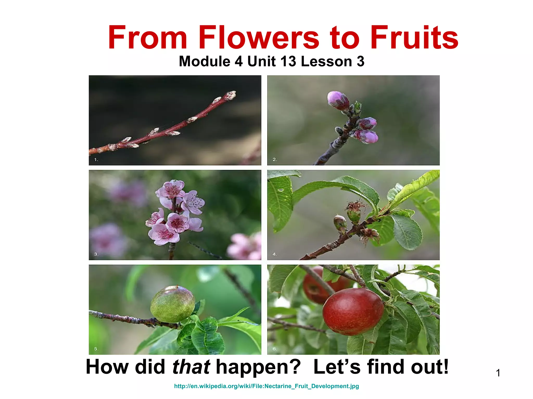 Biology M4 Flowers to fruits and seeds PPT