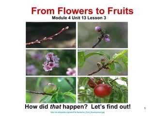 http://en.wikipedia.org/wiki/File:Nectarine_Fruit_Development.jpg
From Flowers to Fruits
Module 4 Unit 13 Lesson 3
How did that happen? Let’s find out! 1
 