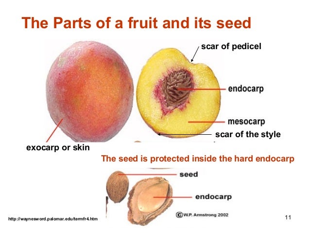 fruit of the earth fruit with seeds fruit of the earth fruit with seeds
