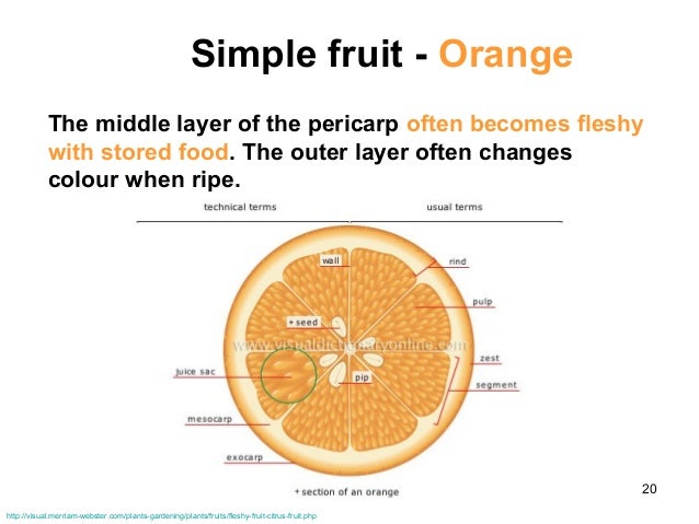 parts of orange seeds Biology M4 Flowers to and fruits parts of orange seeds Biology M4 Flowers to and fruits