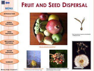 FRUIT AND SEED DISPERSAL
http://en.wikipedia.org/wiki/Fruit
http://www.school.net.th/library/create-web
/10000/science/10000-6605/pic1.jpeg
http://waynesword.palomar.edu/plfeb99
.htm#parachutes
http://wildlifeofhawaii.com/flowers/category/view-
plants/hawaiian-fruit-or-cones/
INTRODUCTION
ANIMAL
DISPERSAL
WIND
DISPERSAL
MECHANICAL
DISPERSAL
WATER
DISPERSAL
SUMMARY
MODULE 4 UNIT 13 LESSON 5
MENU
 