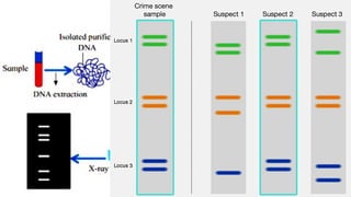 Amplified by
PCR
Gel
 