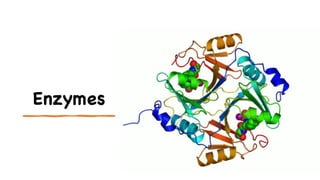 Enzymes
 