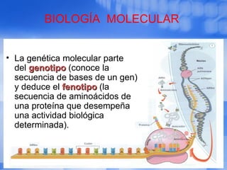 • La genética molecular parte
del genotipogenotipo (conoce la
secuencia de bases de un gen)
y deduce el fenotipofenotipo (...