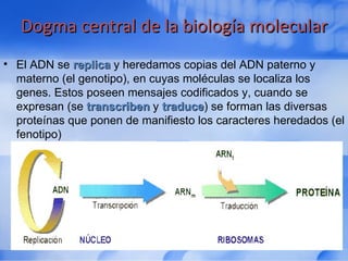 Dogma central de la biología molecularDogma central de la biología molecular
• El ADN se replicareplica y heredamos copias...