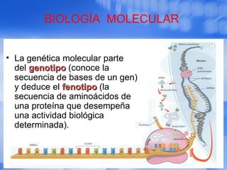 • La genética molecular parte
del genotipogenotipo (conoce la
secuencia de bases de un gen)
y deduce el fenotipofenotipo (la
secuencia de aminoácidos de
una proteína que desempeña
una actividad biológica
determinada).
BIOLOGÍA MOLECULAR
 
