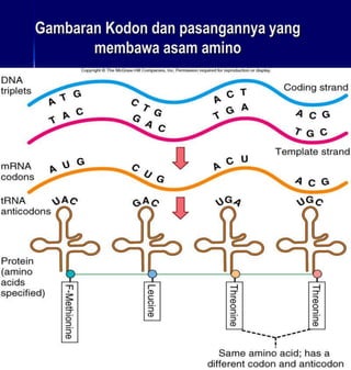 Biomol 7. translasi