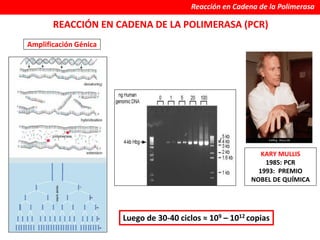 REACCIÓN EN CADENA DE LA POLIMERASA (PCR)
KARY MULLIS
1985: PCR
1993: PREMIO
NOBEL DE QUÍMICA
Amplificación Génica
Luego de 30-40 ciclos ≈ 109 – 1012 copias
Reacción en Cadena de la Polimerasa
 