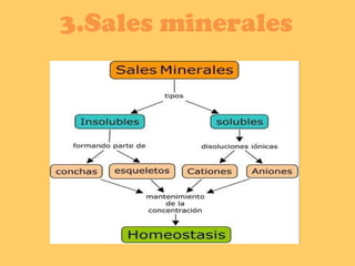 3.Sales minerales 