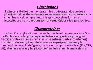 <ul><ul><li>Glucolípidos </li></ul></ul><ul><ul><li>Están constituidos por monosacáridos u oligosacáridos unidos a lípidos...