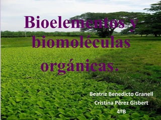Bioelementos y biomoléculas orgánicas . Beatriz Benedicto Granell Cristina Pérez Gisbert 4ºB 