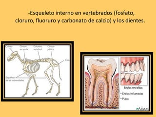 -Esqueleto interno en vertebrados (fosfato, cloruro, fluoruro y carbonato de calcio) y los dientes. 