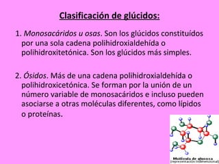 Clasificación de glúcidos: 1.  Monosacáridos u osas . Son los glúcidos constituídos por una sola cadena polihidroxialdehída o polihidroxitetónica. Son los glúcidos más simples. 2.  Ósidos . Más de una cadena polihidroxialdehída o polihidroxicetónica. Se forman por la unión de un número variable de monosacáridos e incluso pueden asociarse a otras  moléculas diferentes, como lípidos o proteínas . 