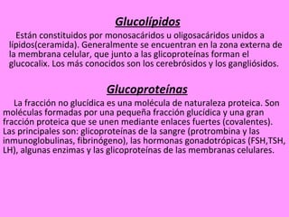 Glucolípidos Están constituidos por monosacáridos u oligosacáridos unidos a lípidos(ceramida). Generalmente se encuentran en la zona externa de la membrana celular, que junto a las glicoproteínas forman el glucocalix. Los más conocidos son los cerebrósidos y los gangliósidos. Glucoproteínas La fracción no glucídica es una molécula de naturaleza proteica. Son moléculas formadas por una pequeña fracción glucídica y una gran fracción proteica que se unen mediante enlaces fuertes (covalentes). Las principales son: glicoproteínas de la sangre (protrombina y las inmunoglobulinas, fibrinógeno), las hormonas gonadotrópicas (FSH,TSH, LH), algunas enzimas y las glicoproteínas de las membranas celulares. 