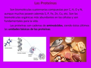 Las Proteinas Son biomoléculas cuaternarias compuestas por C, H, O y N, aunque muchas poseen además S, P, Fe, Zn, Cu, etc. Son las biomoléculas orgánicas más abundantes en las células y son fundamentales para la vida.  Las proteínas son cadenas de  aminoácidos , siendo éstos últimos las  unidades básicas de las proteínas .  