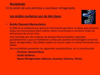 Nucleósido Es la unión de una pentosa y una base nitrogenada. Los ácidos nucleicos son de dos tipos: Ácido Desoxirribonucleico El ADN es la molécula que porta la información genética, es decir que contiene todas las instrucciones para realizar todos los procesos y construir todas las estructuras de un ser vivo.  Esta formado por dos cadenas de desoxirribonucleótidos colocadas paralelamente y que se mantienen unidas por puentes de hidrógeno entre las bases nitrogenadas. Esta doble cadena se tuerce sobre si misma formando una hélice.  Sus nucleótidos presentan las siguientes características, en su constitución: - Pentosa: desoxirribosa - Ácido fosfórico -  Bases Nitrógenadas: Adenina, Guanina, Citosina, Timina 