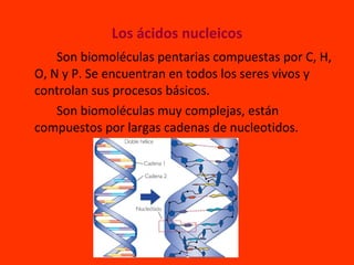 Los ácidos nucleicos <ul><li>Son biomoléculas pentarias compuestas por C, H, O, N y P. Se encuentran en todos los seres vi...
