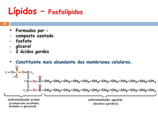 Lípidos –  Fosfolípidos Formados por : composto azotado fosfato glicerol 2 ácidos gordos Constituinte mais abundante das membranas celulares. ˆ 