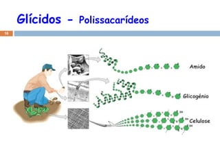 Glícidos -  Polissacarídeos 