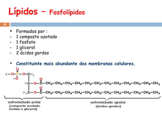 Lípidos –  Fosfolípidos Formados por : 1 composto azotado 1 fosfato 1 glicerol 2 ácidos gordos Constituinte mais abundante das membranas celulares. ˆ 