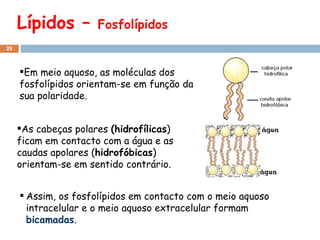 As cabeças polares  (hidrofílicas ) ficam em contacto com a água e as caudas apolares ( hidrofóbicas ) orientam-se em sentido contrário. Lípidos –  Fosfolípidos Em meio aquoso, as moléculas dos fosfolípidos orientam-se em função da sua polaridade.  Assim, os fosfolípidos em contacto com o meio aquoso intracelular e o meio aquoso extracelular formam  bicamadas . 