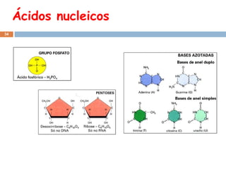 Ácidos nucleicos 
