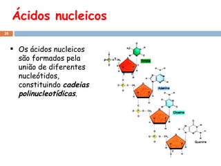 Ácidos nucleicos Os ácidos nucleicos são formados pela união de diferentes nucleótidos, constituindo  cadeias polinucleotídicas . 