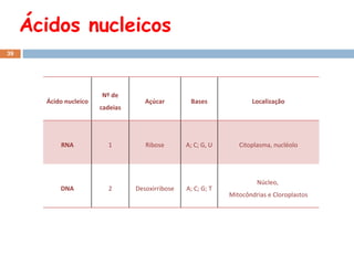 Ácidos nucleicos Ácido nucleico Nº de cadeias Açúcar Bases Localização RNA 1 Ribose A; C; G, U Citoplasma, nucléolo DNA 2 Desoxirribose A; C; G; T Núcleo,  Mitocôndrias e Cloroplastos 