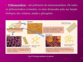 Polissacarídeos  - são polímeros de monossacarídeos. De todos os polissacarídeos existentes, os mais destacados pela sua função biológica são: celulose, amido e glicogénio.  Fig.15 Principais polímeros de glicose   