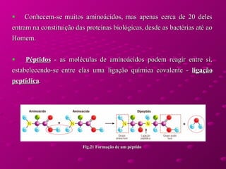 Conhecem-se muitos aminoácidos, mas apenas cerca de 20 deles entram na constituição das proteínas biológicas, desde as bactérias até ao Homem.  Péptidos  - as moléculas de aminoácidos podem reagir entre si, estabelecendo-se entre elas uma ligação química covalente -  ligação peptídica .  Fig.21 Formação de um péptido 