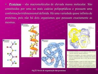 Proteínas  - são macromoléculas de elevada massa molecular. São constituídas por uma ou mais cadeias polipeptídicas e possuem uma conformação tridimensional definida. Há uma variedade quase infinita de proteínas, pois não há dois organismos que possuam exactamente as mesmas.  Fig.22 Níveis de organização das proteínas  