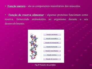 Função motora  - são as componentes maioritários dos músculos. Função de reserva alimentar  - algumas proteínas funcionam como reserva, fornecendo aminoácidos ao organismo durante o seu desenvolvimento.   Fig.25 Funções dos prótidos 
