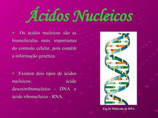 Ácidos Nucleicos Os ácidos nucleicos são as biomoléculas mais importantes do controlo celular, pois contêm a informação genética. Existem dois tipos de ácidos nucleicos: ácido desoxirribonucleico - DNA e ácido ribonucleico - RNA. Fig.26 Molécula de DNA 