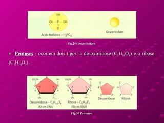 Pentoses  -  ocorrem dois tipos: a desoxirribose (C 5 H 10 O 4 ) e a ribose (C 5 H 10 O 5 ). Fig.29 Grupo fosfato Fig.30 Pentoses 