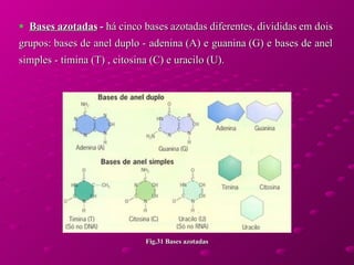 Bases azotadas   -  há cinco bases azotadas diferentes, divididas em dois grupos: bases de anel duplo - adenina (A) e guanina (G) e bases de anel simples - timina (T) , citosina (C) e uracilo (U). Fig.31 Bases azotadas 