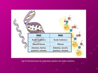 Fig.32 Sistematização da composição química dos ácidos nucleicos  