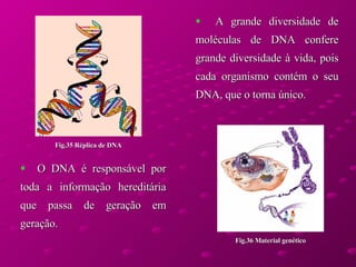 O DNA é responsável por toda a informação hereditária que passa de geração em geração. A grande diversidade de moléculas de DNA confere grande diversidade à vida, pois cada organismo contém o seu DNA, que o torna único.  Fig.35 Réplica de DNA Fig.36 Material genético 