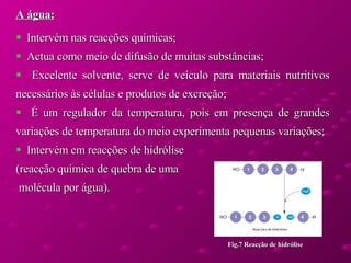 A água:   Intervém nas reacções químicas; Actua como meio de difusão de muitas substâncias; Excelente solvente, serve de veículo para materiais nutritivos necessários às células e produtos de excreção;  É um regulador da temperatura, pois em presença de grandes variações de temperatura do meio experimenta pequenas variações; Intervém em reacções de hidrólise (reacção química de quebra de uma molécula por água). Fig.7 Reacção de hidrólise 
