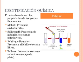 IDENTIFICACIÓN QUÍMICA
Pruebas basadas en las          Fehling
  propiedades de los grupos
  funcionales.
 Molish: Presencia
  carbohidratos.
 Seliwanoff: Presencia de
  aldehídos o cetonas
  polihidricos.
 Fehling o Benedict:
  Presencia aldehído o cetona
  libres.
 Tollens: Presencia azúcares
  reductores (espejo de
  plata).
 