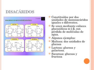 DISACÁRIDOS
                 Constituidos por dos
                  unidades de monosacáridos
                  iguales o diferentes.
                 Se unen mediante enlaces
                  glucosídicos α ó β, con
                  pérdida de moléculas de
                  agua.
                 Algunos ejemplos:
                 Maltosa: dos unidades de
                  glucosa
                 Lactosa: glucosa y
                  galactosa.
                 Sacarosa: glucosa y
                  fructosa
 