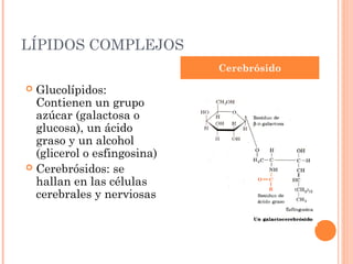 LÍPIDOS COMPLEJOS
                             Cerebrósido

 Glucolípidos:
  Contienen un grupo
  azúcar (galactosa o
  glucosa), un ácido
  graso y un alcohol
  (glicerol o esfingosina)
 Cerebrósidos: se
  hallan en las células
  cerebrales y nerviosas
 
